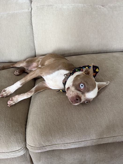 One of Laronda's clients, relaxed at home after her grooming appointment