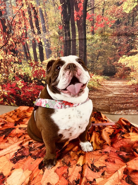An English bulldog groomed and ready for a portrait
