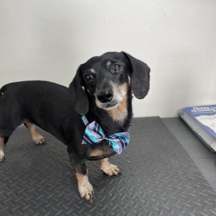 A dachshund on the grooming table, finished and wearing a bow tie