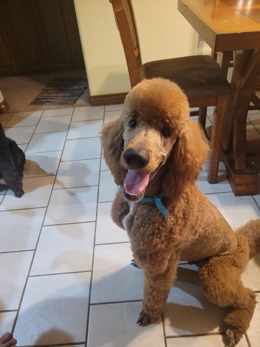 A red standard poodle with a full groom, smiling in a kitchen