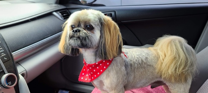 A shih tzu with a fresh trim and a red bandana