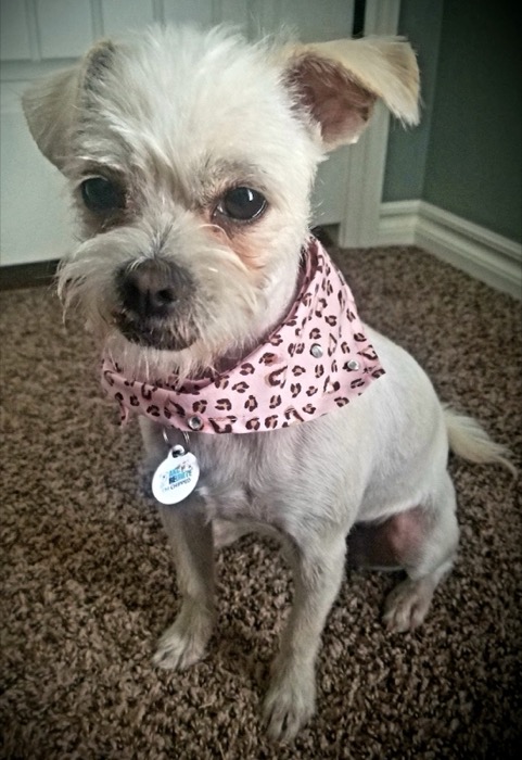 A small terrier mix with a pink leopard print bandana after grooming