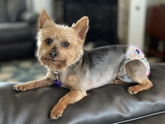 A Yorkshire terrier with a tidy trim and a floral bandana