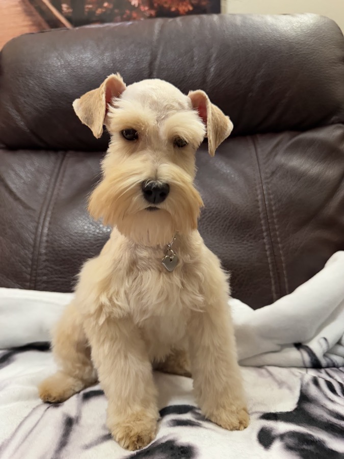 A freshly groomed schnauzer, sitting for a portrait after her appointment